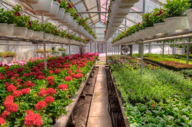 istock Young Plants growing in a Minnesota Greenhouse 1138076535