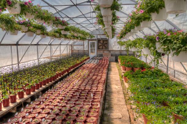 istock Young Plants growing in a Minnesota Greenhouse 1138076582