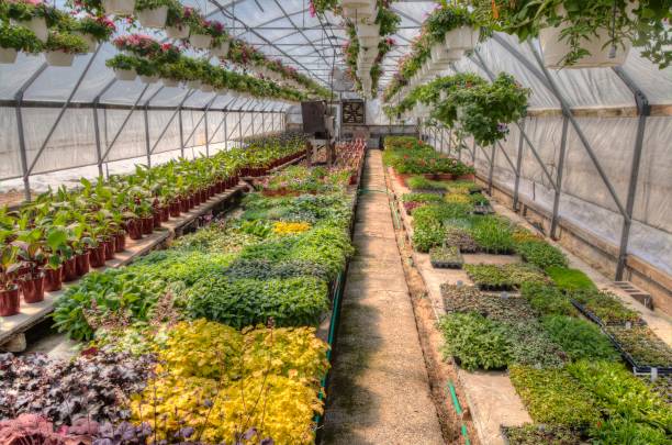 istock Young Plants growing in a Minnesota Greenhouse 1138076589