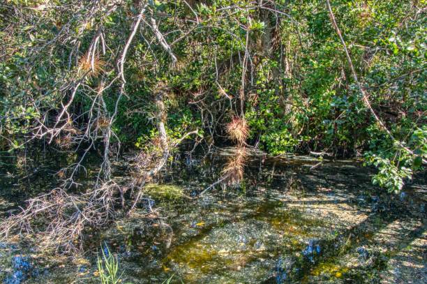 istock Everglades National Park is located in Southern Florida 1138077337