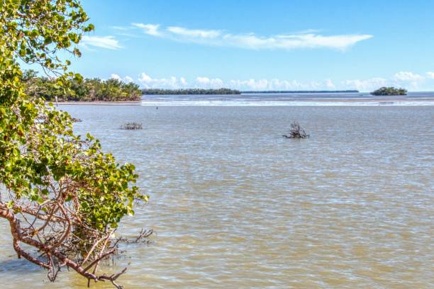 istock Everglades National Park is located in Southern Florida 1138077401