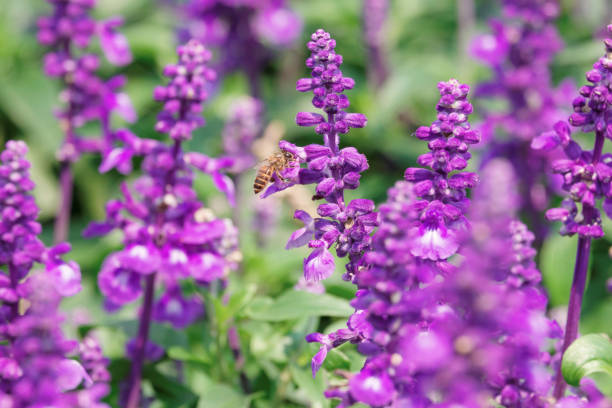 istock Honey Bee collecting pollen on flower 1138078440