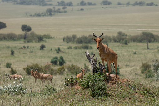 Hartebeest en un monte en Masai Mara Game Reserve, África, Kenia photo