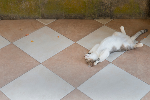 Cat lying down on a tiled floor, looking at side, with belly up.