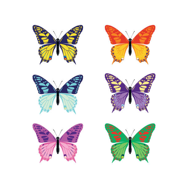 Set of colorful butterflies silhouettes collection spring and summer with different shapes of wings. Isolated on white background, for illustration, ornaments, tattoo. Vector illustration Set of colorful butterflies silhouettes collection spring and summer with different shapes of wings. Isolated on white background, for illustration, ornaments, tattoo. Vector illustration. cartoon of the clothes line stock illustrations