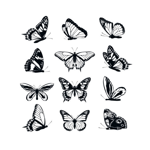 Set Butterflies Collection Spring And Summer Black Silhouettes On White  Background Icons Different Shapes Wings For Illustration Ornaments Tattoo  Decorative Design Elements Vector Illustration Stock Illustration -  Download Image Now - iStock