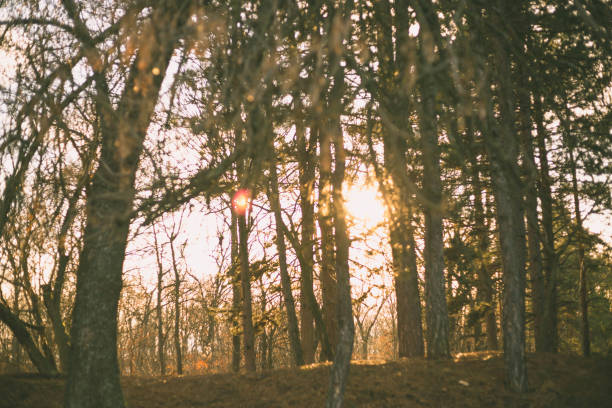 Sunset in autumn forest, retro film filtered, instagram style