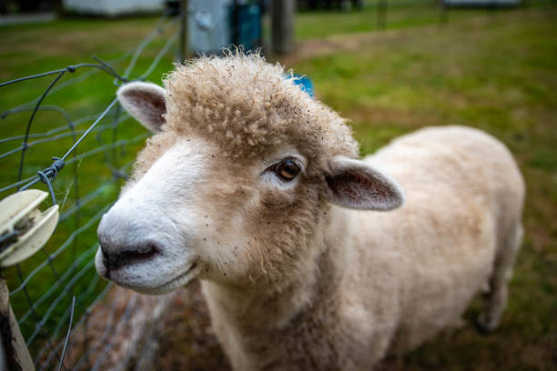 istock Sheep New Zealand 1138089666