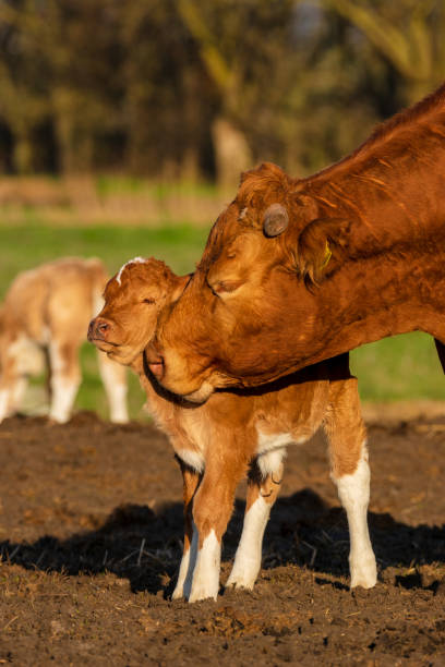 istock Mother licks newly born calf 1138089773