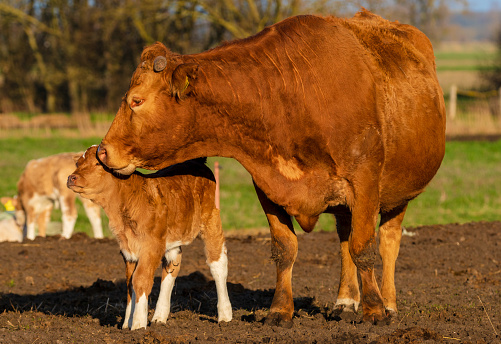 Baby Sapi Ibu Menjilati Anak Sapi Yang Baru Lahir Foto Stok - Unduh Gambar ...