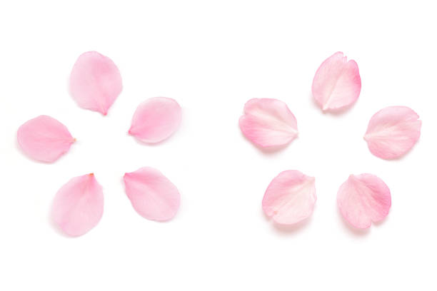 白い背景に孤立した日本のピンクの桜の花びら - 桜 花びら ストックフォトと画像