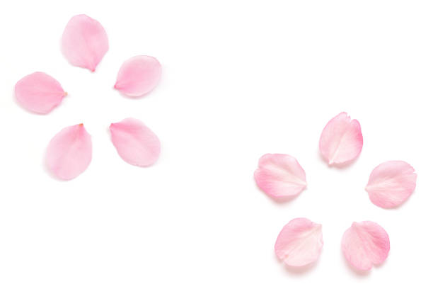 istock Japanese pink cherry blossom petal isolated on white background 1138091215