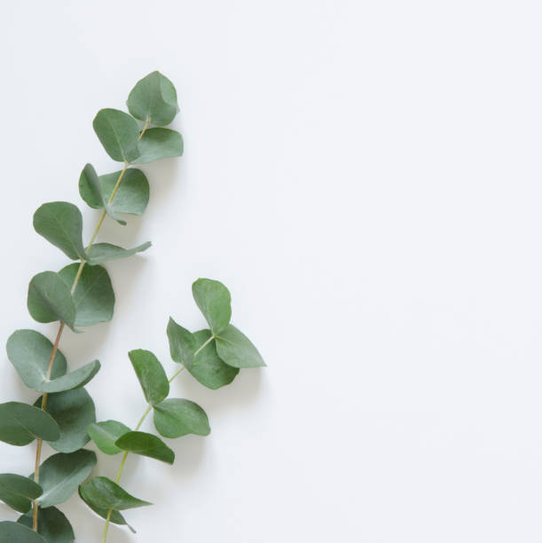 istock Eucalyptus leaves on white background. Flat lay, top view, copy space 1138091401