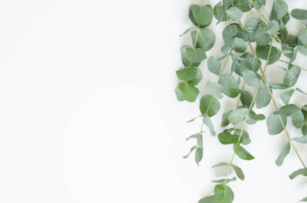 istock Eucalyptus leaves on white background. Flat lay, top view, copy space 1138091407