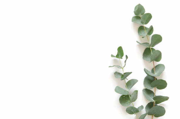 istock Eucalyptus leaves on white background. Flat lay, top view, copy space 1138091422