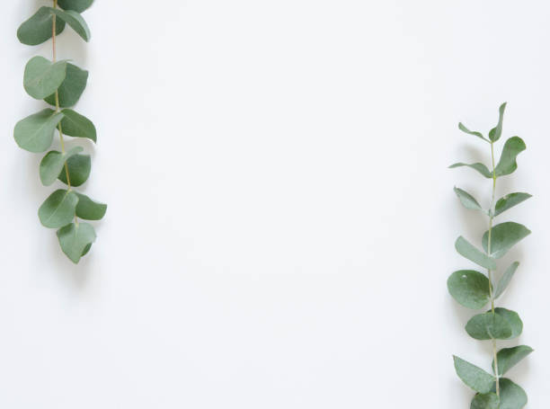 istock Eucalyptus leaves on white background. Flat lay, top view, copy space 1138091428