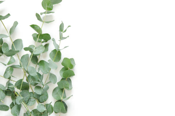 istock Eucalyptus leaves on white background. Flat lay, top view, copy space 1138091438