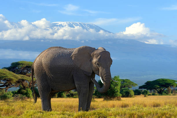 istock Elephant in National park of Kenya 1138092599