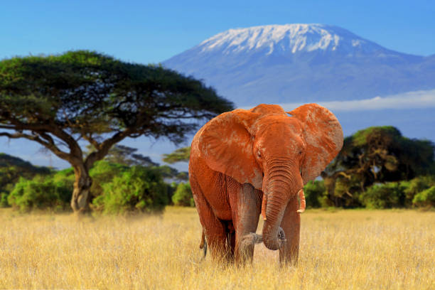 Elephant in National park of Kenya stock photo