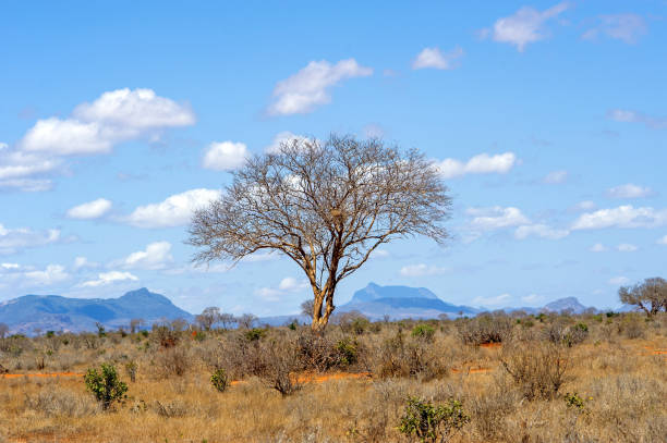 istock Landscape with nobody tree in Africa 1138092601