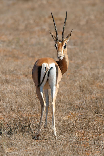 istock Thomson's gazelle on savanna 1138092602
