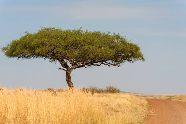 istock Landscape with nobody tree in Africa 1138092609