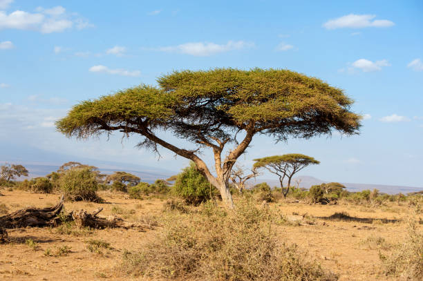 istock Landscape with nobody tree in Africa 1138092635