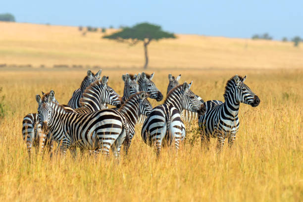 istock Zebra on grassland in Africa 1138092689