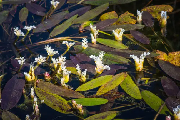 Photo of Aponogeton distachyos (waterblommetjie, water-floret, Cape-pondweed, water hawthorn, vleikos and Cape pond weed) aquatic plant