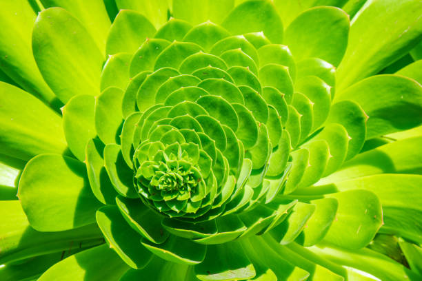 Photo of Bright green juicy succulent - close up floral background