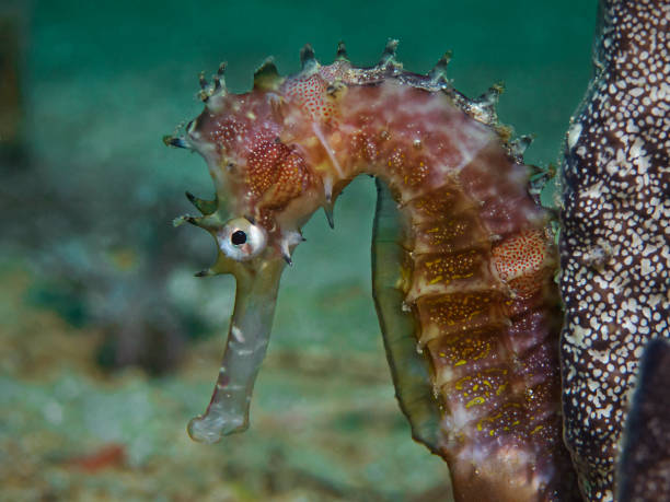 istock Thorny Seahorse, Dornigers Seepferd (Hippocampus histrix) 1138094964