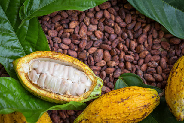 istock Ripe cocoa pod and beans setup on rustic wooden background 1138097364