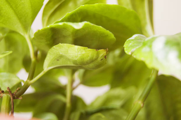 istock Pilea plant leaves 1138097440