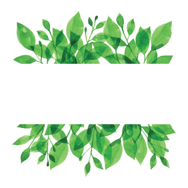 ilustraciones, imágenes clip art, dibujos animados e iconos de stock de bandera de acuarela con rama verde - hojas fondo blanco