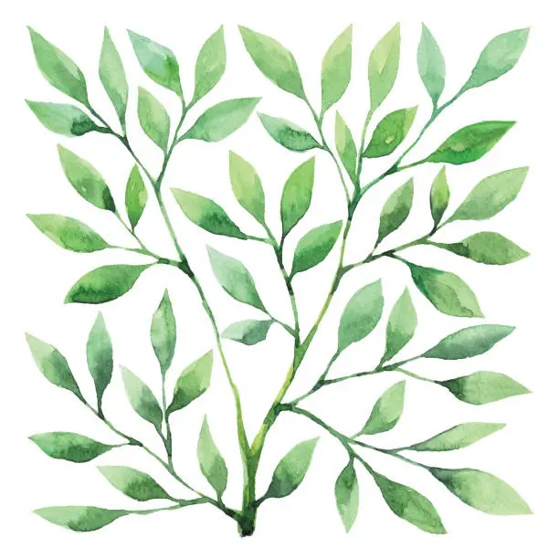 Vector illustration of Watercolor Square Tree