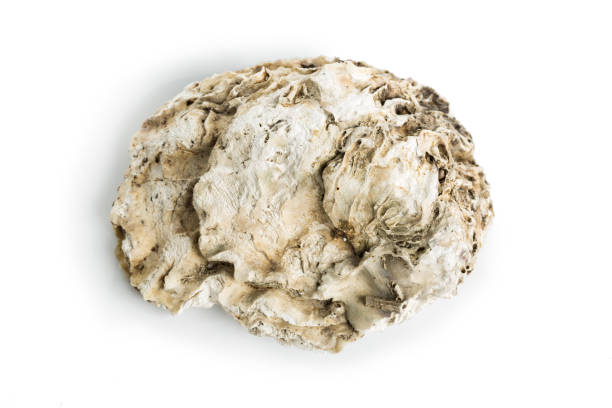sea shell isolated on a white background. clipping path - pacific oyster imagens e fotografias de stock