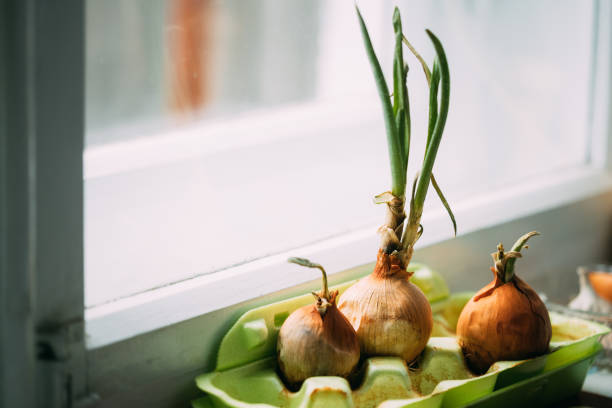 istock Growing Onions In A Container At Home. Fresh Spring Vegetables 1138101503