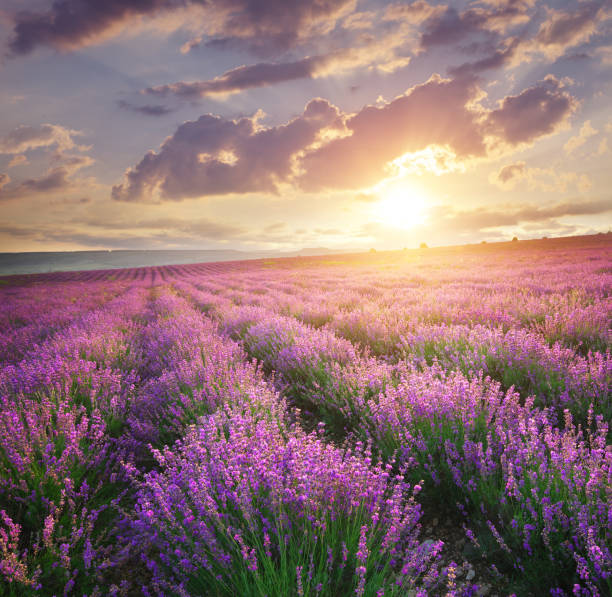 istock Meadow of lavender. 1138103469