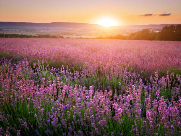 istock Meadow of lavender. 1138103478
