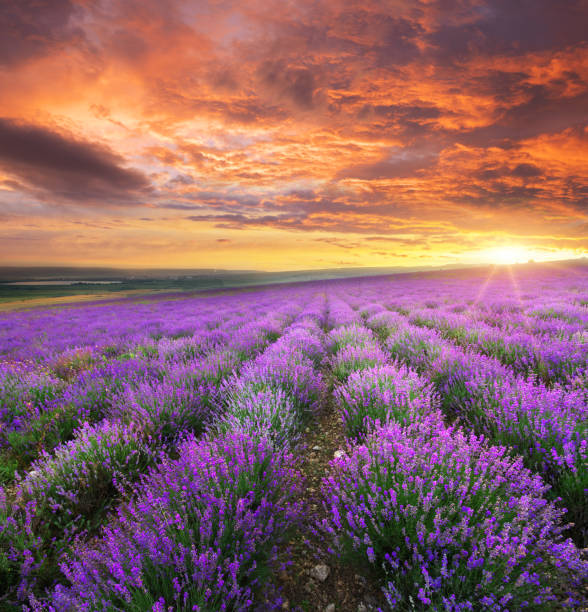istock Meadow of lavender. 1138103506