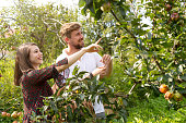 Happy couple pointing at apples in the tree