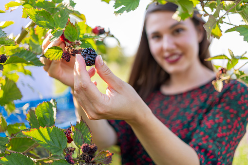 Smiling woman holding a fresh ripe blackberry by the vine