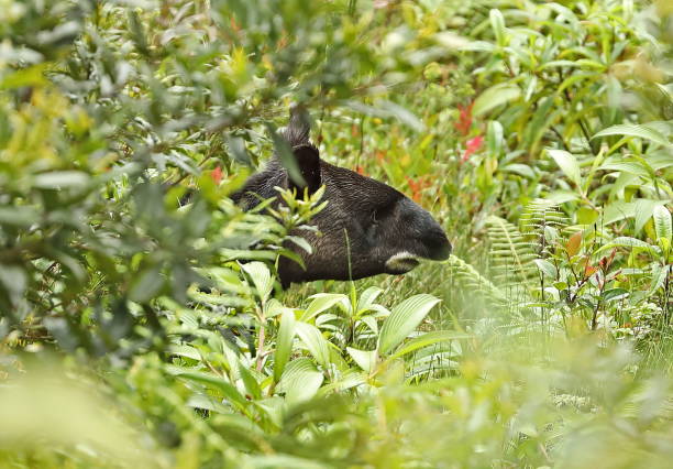 tapiro di montagna - tapiro foto e immagini stock