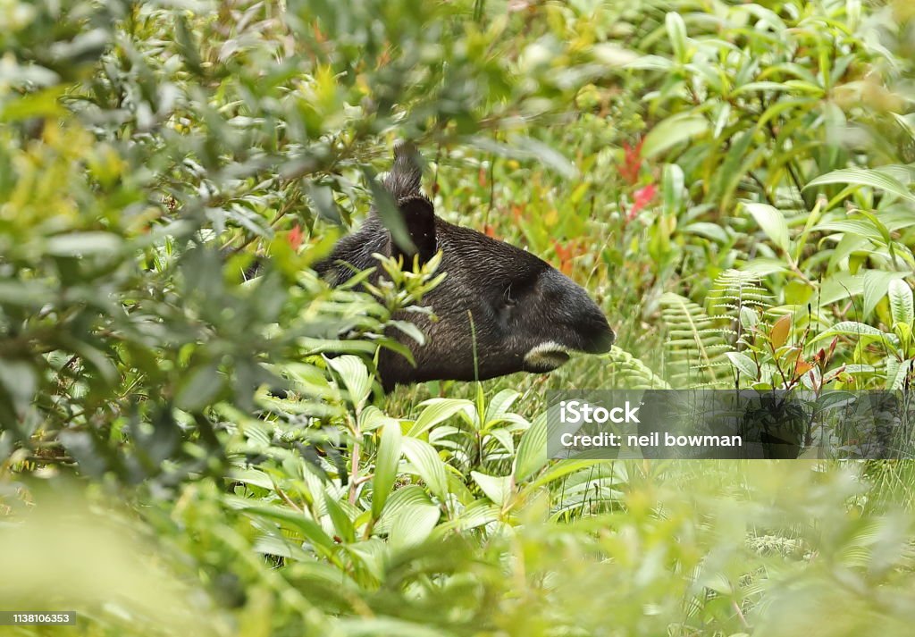 Mountain Tapir Mountain Tapir (tapirus pinchaque) adult feeding in dense vegetation"n"nsouthern Ecuador                     February Tapir Stock Photo