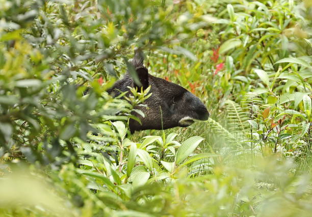 Mountain Tapir Mountain Tapir (tapirus pinchaque) adult feeding in dense vegetation"n"nsouthern Ecuador                     February tapir stock pictures, royalty-free photos & images