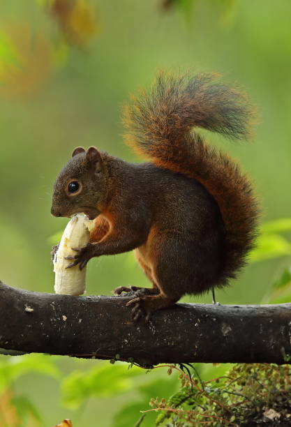 FRed-tailed Squirrel Red-tailed Squirrel (Sciurus granatensis) adult eating a banana at bird feeding station"n"nSachatamia Lodge, Mindo, Ecuador                        February sciurus granatensis stock pictures, royalty-free photos & images