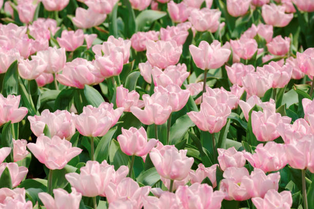 istock Pink Tulips garden 1138107917