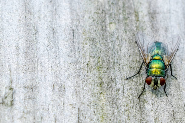 istock Green bottle fly on a fence right hand side 1138107928