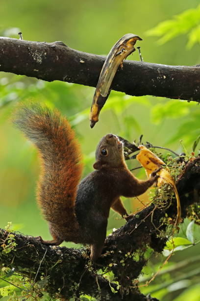 Red-tailed Squirrel Red-tailed Squirrel (Sciurus granatensis) adult eating bananas at bird feeding station"n"nSachatamia Lodge, Mindo, Ecuador                        February sciurus granatensis stock pictures, royalty-free photos & images