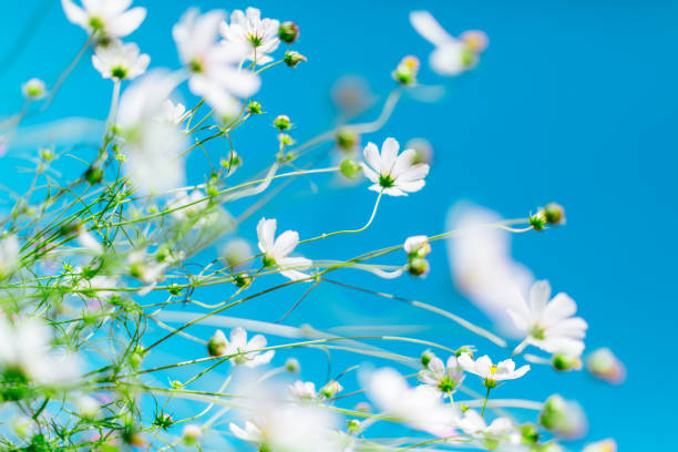 istock White flowers on the blue sky background 1138108356
